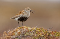 Jespak obecny - Calidris alpina - Dunlin 5956